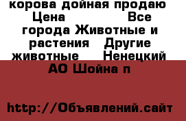 корова дойная продаю › Цена ­ 100 000 - Все города Животные и растения » Другие животные   . Ненецкий АО,Шойна п.